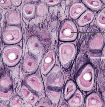 <ol><li><p><strong>Name the tissue type</strong></p></li><li><p><strong>Name the cell type</strong></p></li><li><p><strong>Know where it is found in the body</strong></p></li><li><p><strong>Know its structure</strong></p></li><li><p><strong>What is the space?</strong></p></li></ol><p></p>