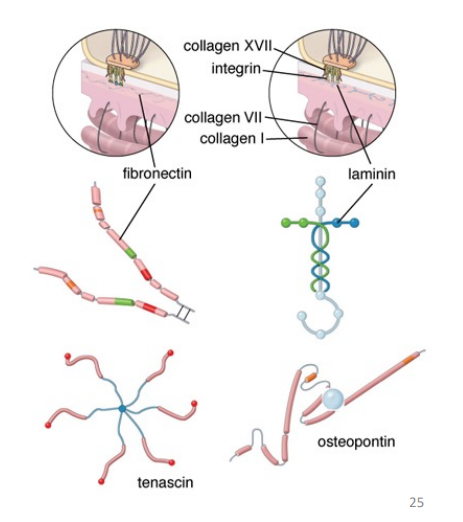 <p>• Fibrillin - microfibrils 8-12nm - links to elastin </p><p>• Fibronectin - deposition and orientation of collagen and its links to cells via integrin </p><p>• Laminin - major component of Basement Membrane</p>