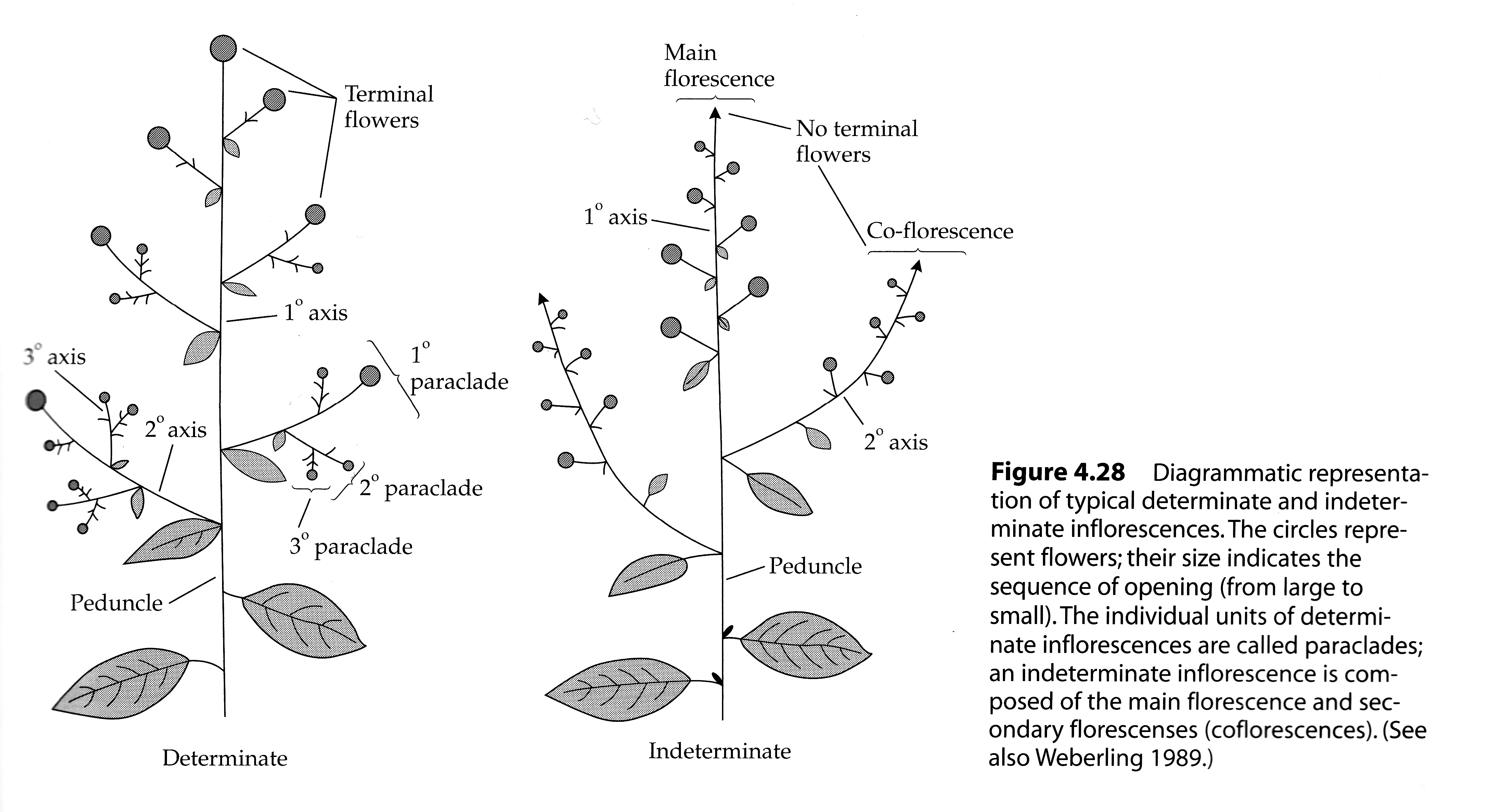 <p>Determinate (main axis ends in a flower )and Indeterminate (growing produces only lateral flowers </p>