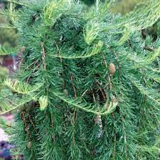 europeisk hänglärk