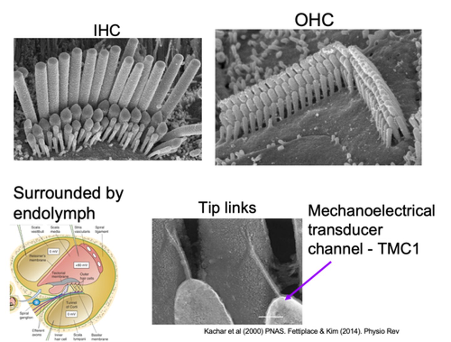 <p>Mechanoelectrical transducer channel - TMC1 is found on top of the __________ stereo cilia and this is a _______ channel so it lets ________ move in</p>
