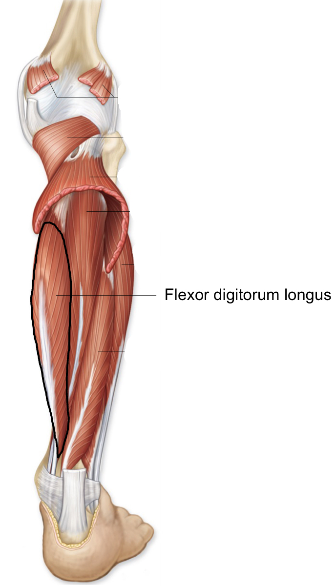 <p>flexor digitorum longus</p>
