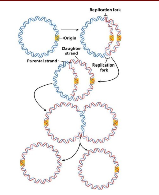 <ol><li><p>Start at Origin of replication</p></li><li><p>Replicate DNA bi-directionally at replication forks (where strands seperate)</p></li><li><p>terminate replcation when the replication forks meet at the opposite point on the circular chromosome</p></li><li><p>seperate circles</p></li><li><p>cell replication</p></li></ol><p></p>