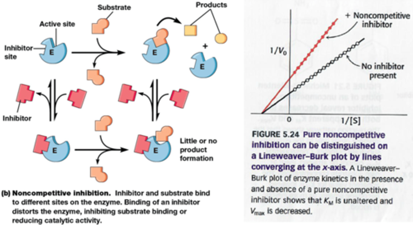 <p>zuiver niet-competitief:</p><p>inhibitor bindt even goed aan E als aan ES*</p><p>inhibitor bindt niet aan actieve site maar aan eigen site en induceert conformatieverandering </p><p>=> 'apparent' Vmax daalt (want 1/Vmax stijgt)</p><p>=>Kcat daalt ook</p><p>Bij onomkeerbare inhibitie gebeurt hetzelfde maar op een andere manier maar via covalente bindingen: het vermindert het aantal goeie enzymen </p><p>=>Vmax daalt en Kcat ook</p><p>*ES = enzymesubstraatcomplex</p>