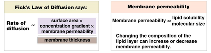 <p><strong>rate of diffusion</strong> ∝ <mark data-color="green">(membrane surface area</mark>)(<mark data-color="green">membrane permeability</mark>)(<mark data-color="green">concentration gradient</mark>)<mark data-color="red">(membrane thickness)</mark>⁻¹</p><p></p><p><strong>membrane permeability</strong> ∝ <mark data-color="green">(lipid solubility)</mark>/<mark data-color="red">(molecular size</mark>)</p>