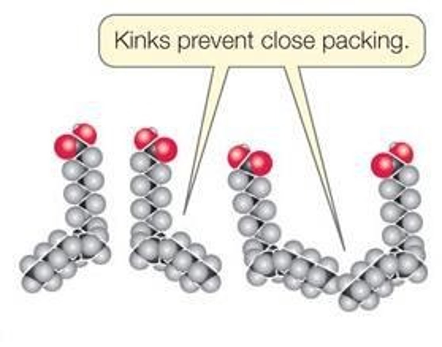 <p>Kinks make them less packed, resulting in liquid triglycerides (oils).</p>