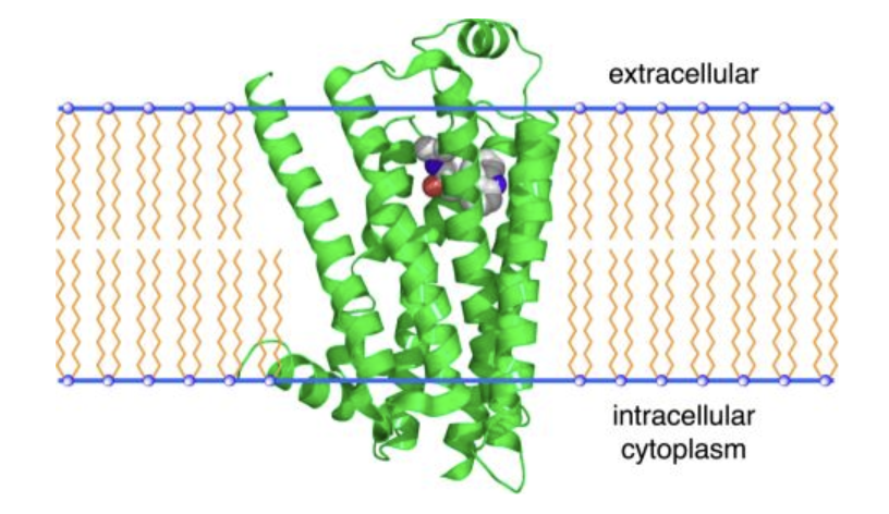 <ul><li><p><strong>Epinephrine (ligand)</strong> binds to the <strong>beta adrenergic receptor</strong> (transmembrane protein).</p></li><li><p>This causes a <strong>conformational change</strong> in the receptor.</p></li><li><p>The receptor interacts with a <strong>G protein</strong>, exchanging bound GDP for GTP.</p></li><li><p>The activated G protein then <strong>activates adenylate cyclase (effector)</strong>, leading to the cellular response.</p></li></ul><p></p>