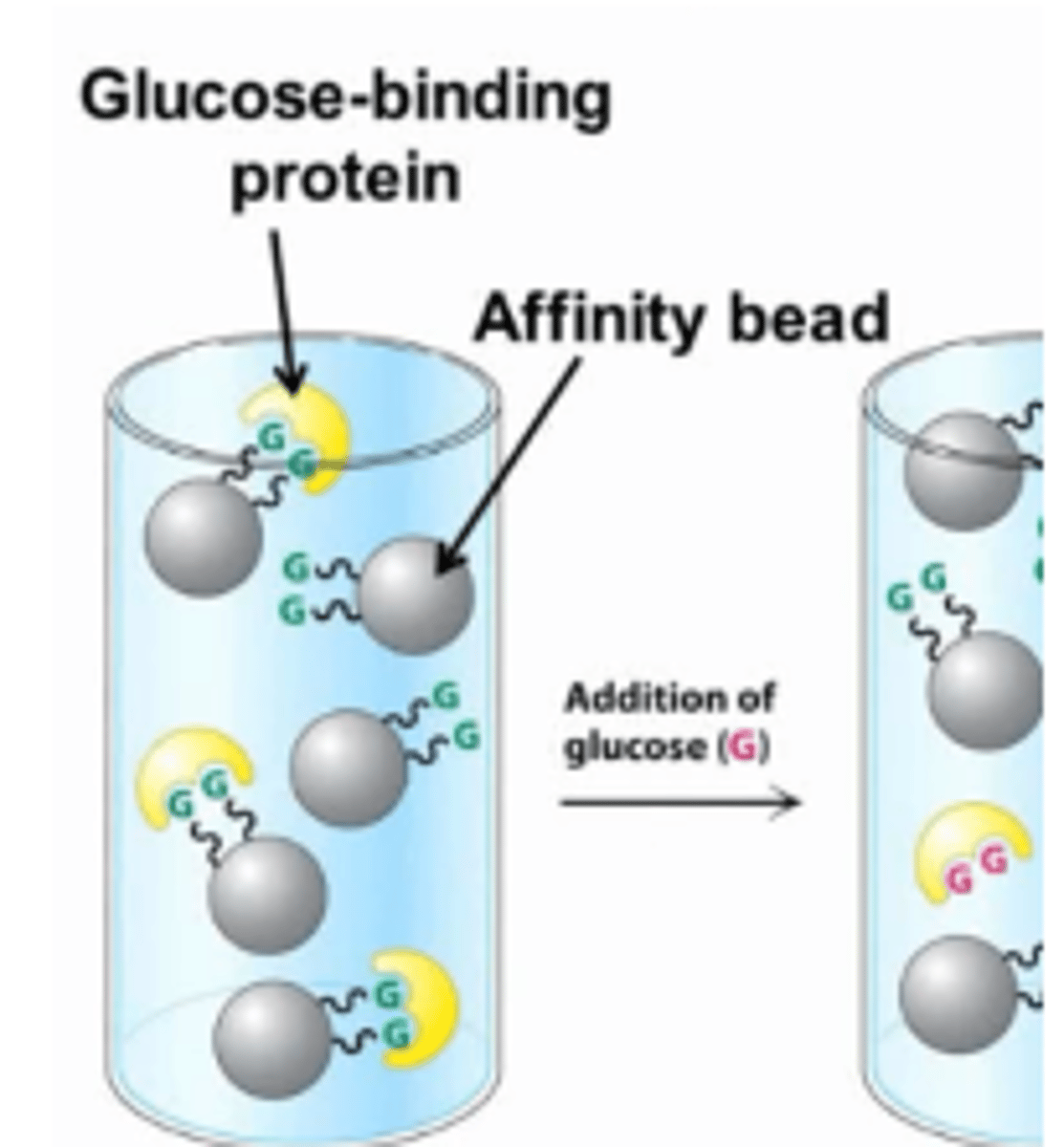 <p>Affinity chromatography will separate proteins based on their affinity for a specific ligand. </p><p>Beads that are bound to a specific ligand will be used and proteins with a high affinity for that ligand will bind to the beads, allowing proteins with a low affinity to elute first. </p><p>The high affinity proteins are then eluted by increasing the concentration of the free ligand in the column, which competes for the active site of the bound proteins.</p>