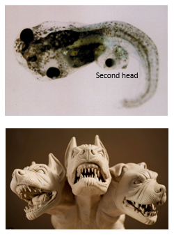 <p>Cerberus, a molecule secreted by the anterior-most part of the Organizer (anterior endoderm and prechordal mesoderm), <strong><u>inhibits Wnt, BMP, and Nodal signaling pathways</u></strong>. </p><p>By inhibiting both Wnt8 and BMP4 activity in the overlying ectoderm, Cerberus promotes the <strong><u>anteriorisation and dorsalisation</u></strong> of the neural plate, leading to the induction of head structures. </p><p>The name "Cerberus" refers to the three-headed dog in Greek mythology, alluding to its ability to inhibit multiple signaling pathways.</p>