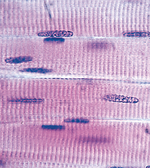 <p>tissue composed of elongated, excitable cells specialized for contraction and movement</p>