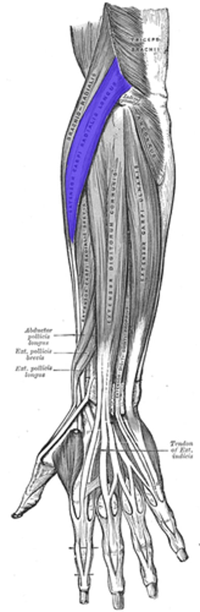<p>Action: extends hand</p>