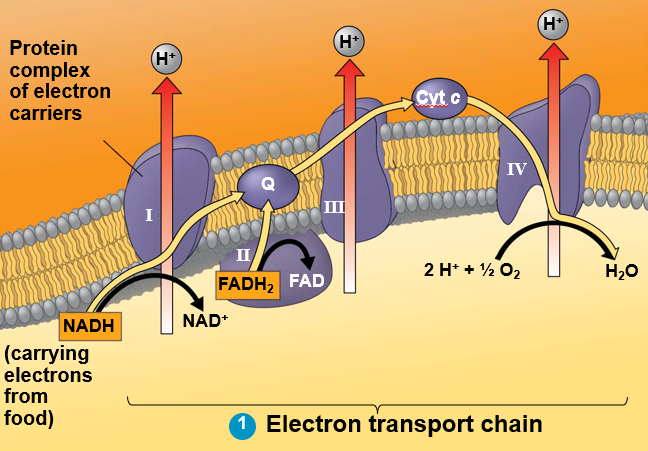 <p>Electron transport chain</p>