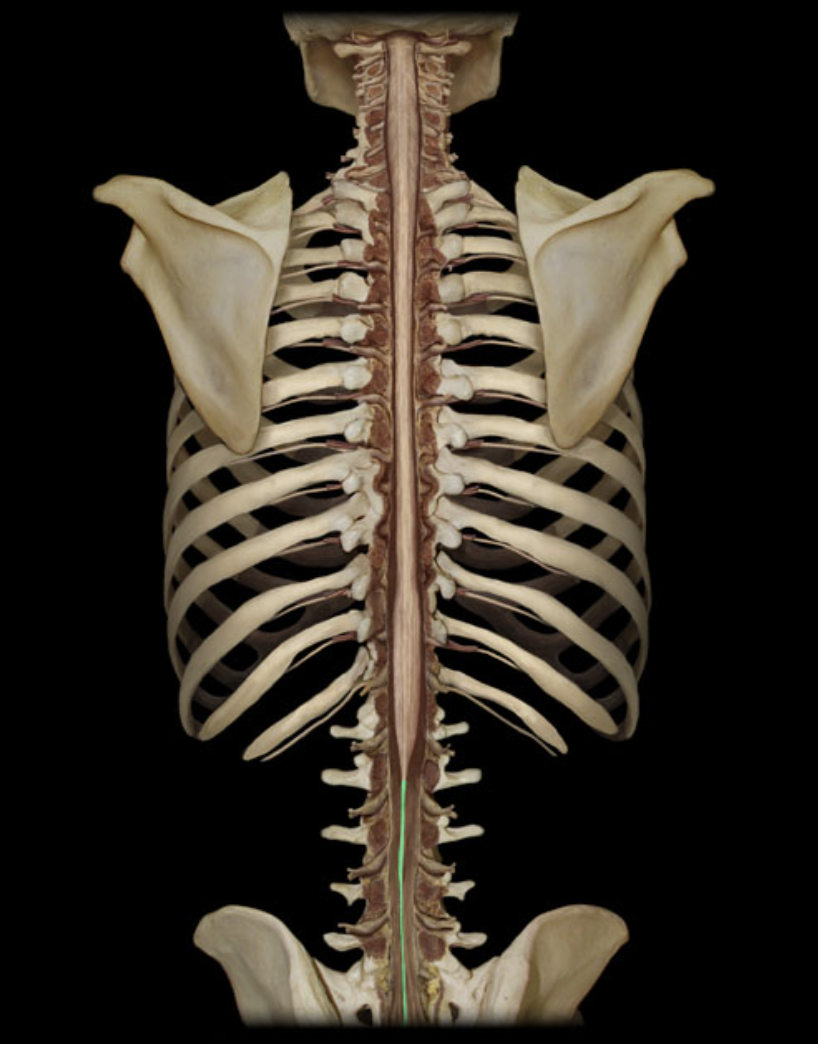 <p>What structure is shown?</p>
