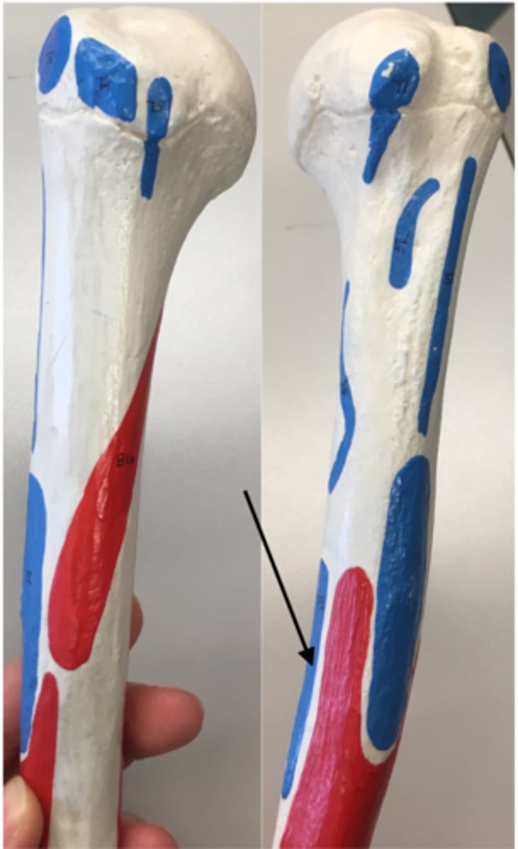 <p>79</p><p>I: Anteromedial humerus</p>