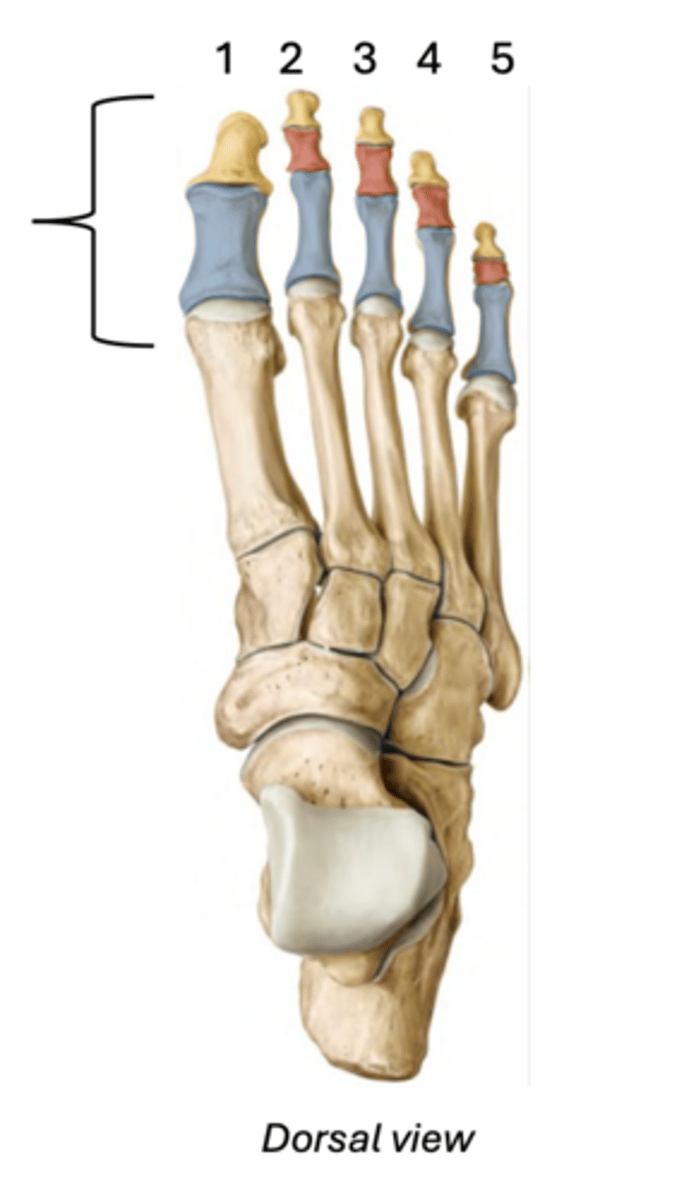 <p>Proximal - blue</p><p>Intermediate - red</p><p>Distal - yellow</p><p>(The hallux only has 2 phalanges)</p>