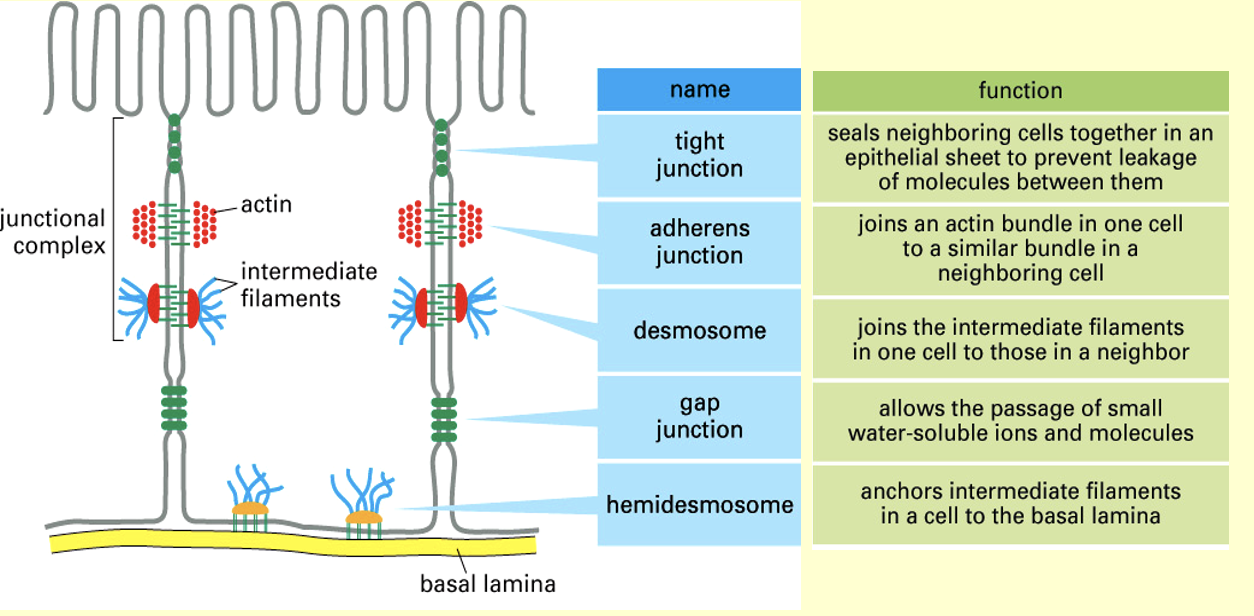 1. Gap junctions 
2. Tight junctions
3. Desmosomes 
4. Adherents’ junction 