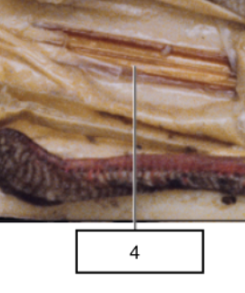 <p>4 on squid</p>