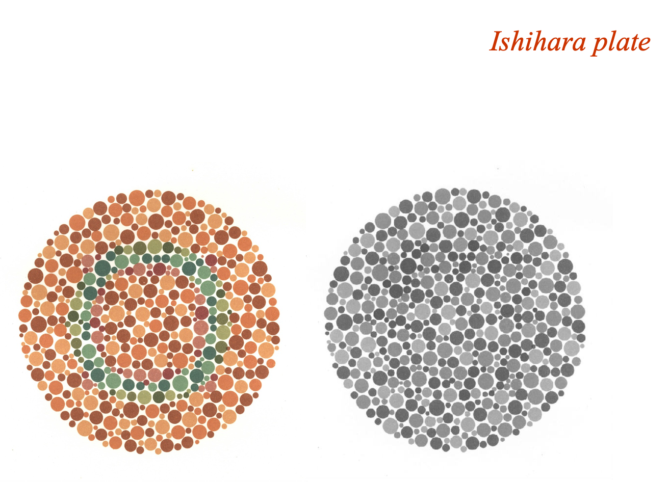 <p>Ishihara plate- set of blobs that vary in luminance and size (giving away no clues)</p><p>&nbsp;Most of us can immediately see that the change in wavelength reveals a figure (green circle)</p><ul><li><p><span>Easy to report it (however people with red green colour blindness wouldn't see this)</span></p></li></ul>