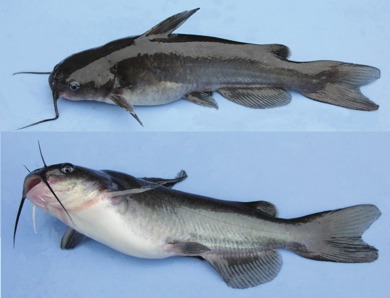 <p>Freshwater Catfishes</p>