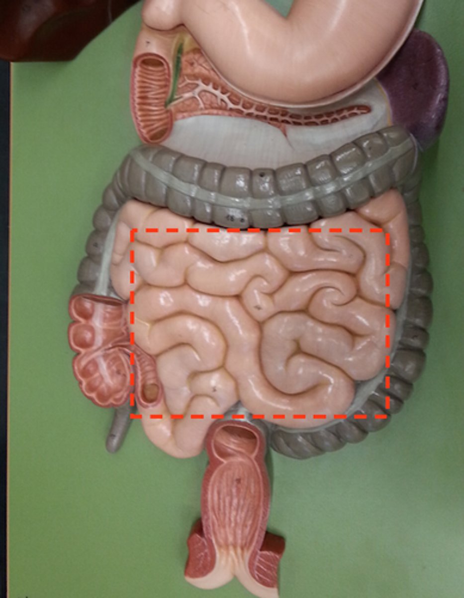 knowt flashcard image