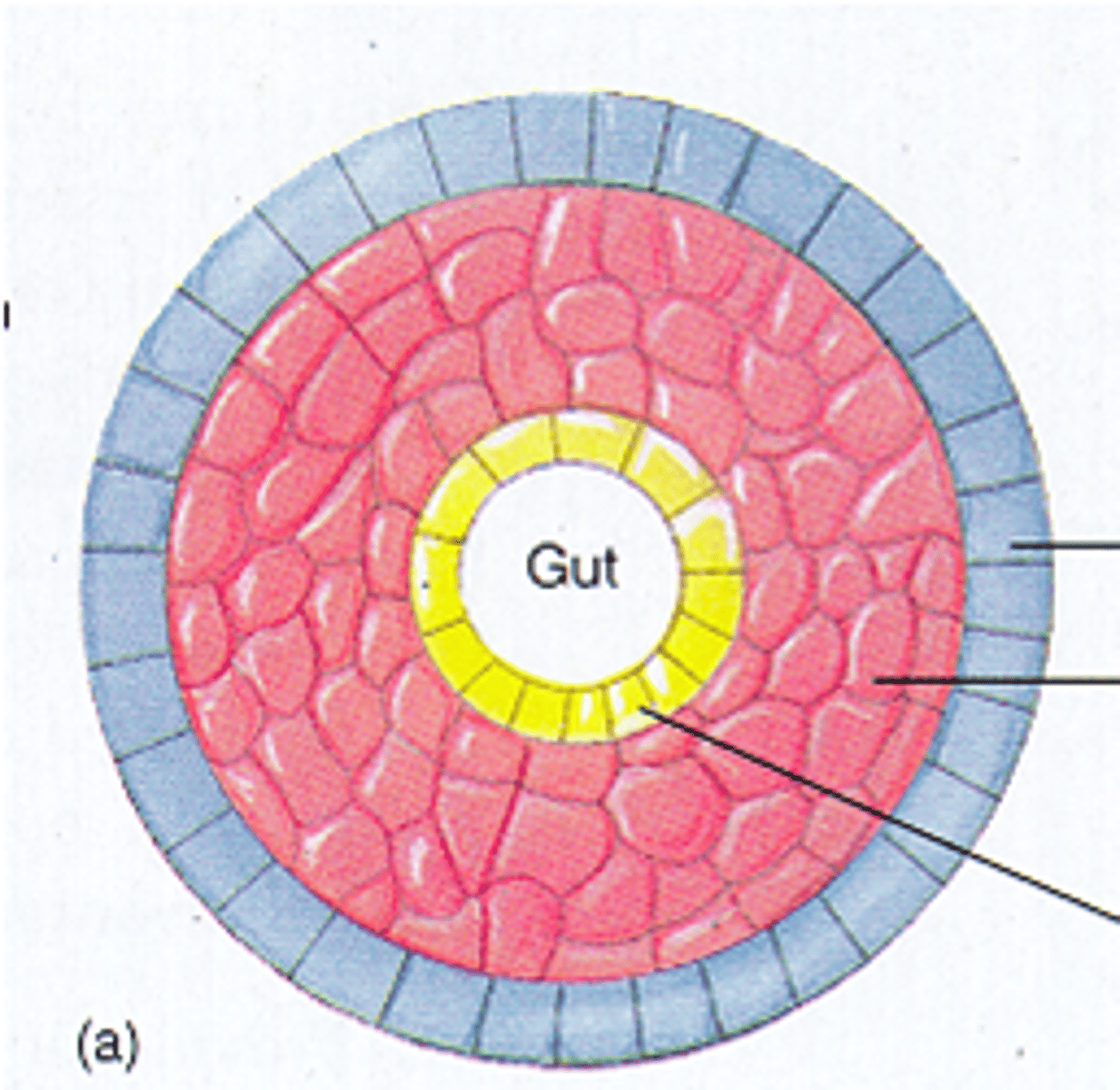 <p>triploblastic animals that lack a body cavity</p><p>(ex: flatworms)</p>