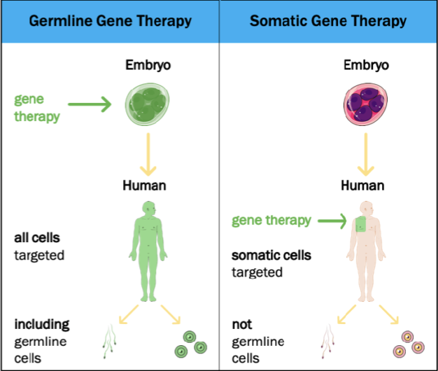 <p><strong>Types of Gene Therapy → Cell Types</strong></p><ol><li><p>______ gene therapy: therapeutic gene —&gt; <strong>somatic</strong> cells —&gt; <strong>NOT</strong> inherited</p></li><li><p>______ gene therapy: therapeutic gene —&gt; <strong>germ</strong> cells —&gt; <strong>inherited</strong> to later generations</p></li></ol><p></p>