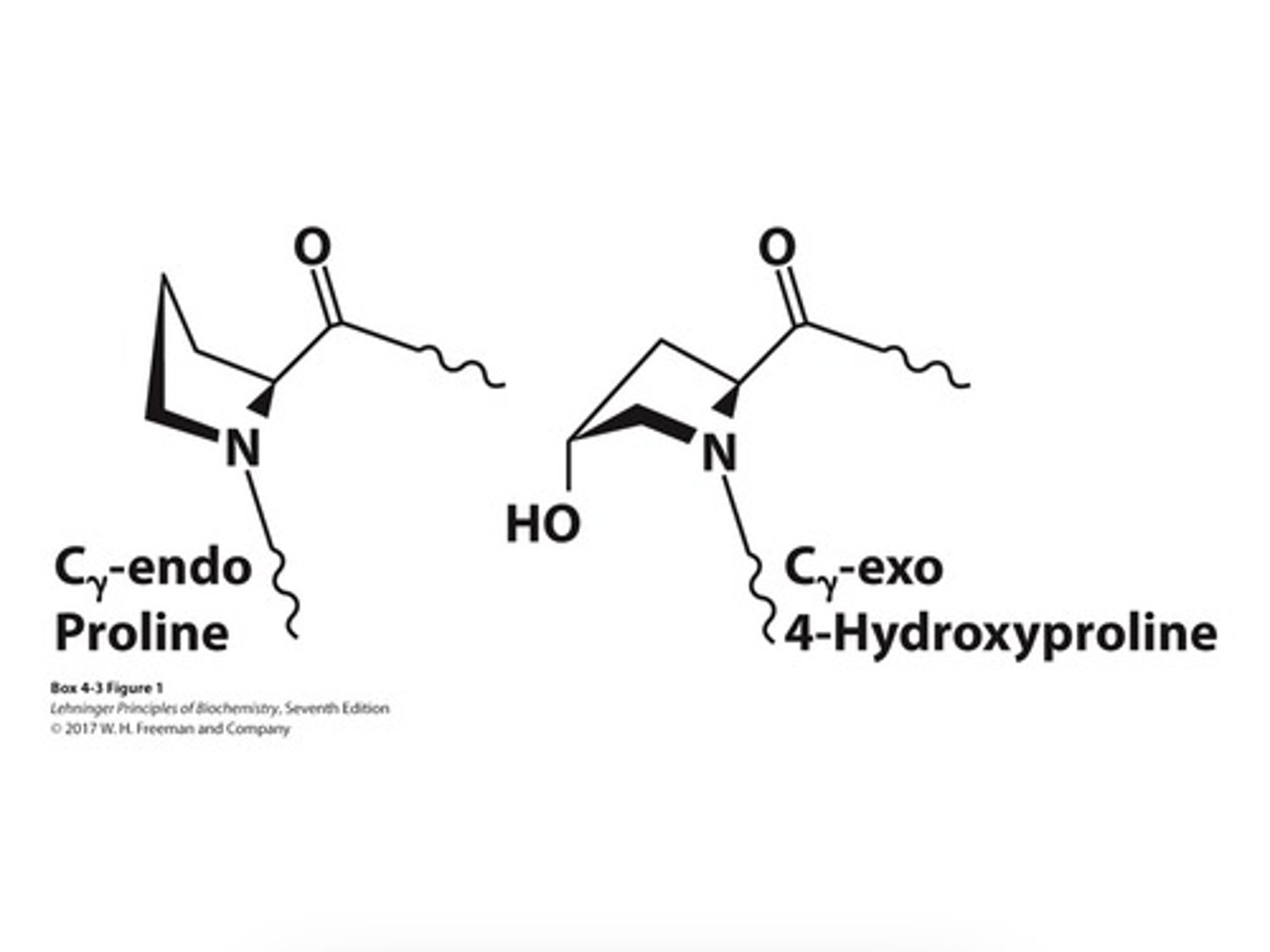 <p>• Forces the proline ring into a favorable pucker</p><p>• Offers more hydrogen bonds between the three strands of collagen</p><p>• Catalysed by propel hydroxylate in the presence of ascorbate (vitamin C)</p>