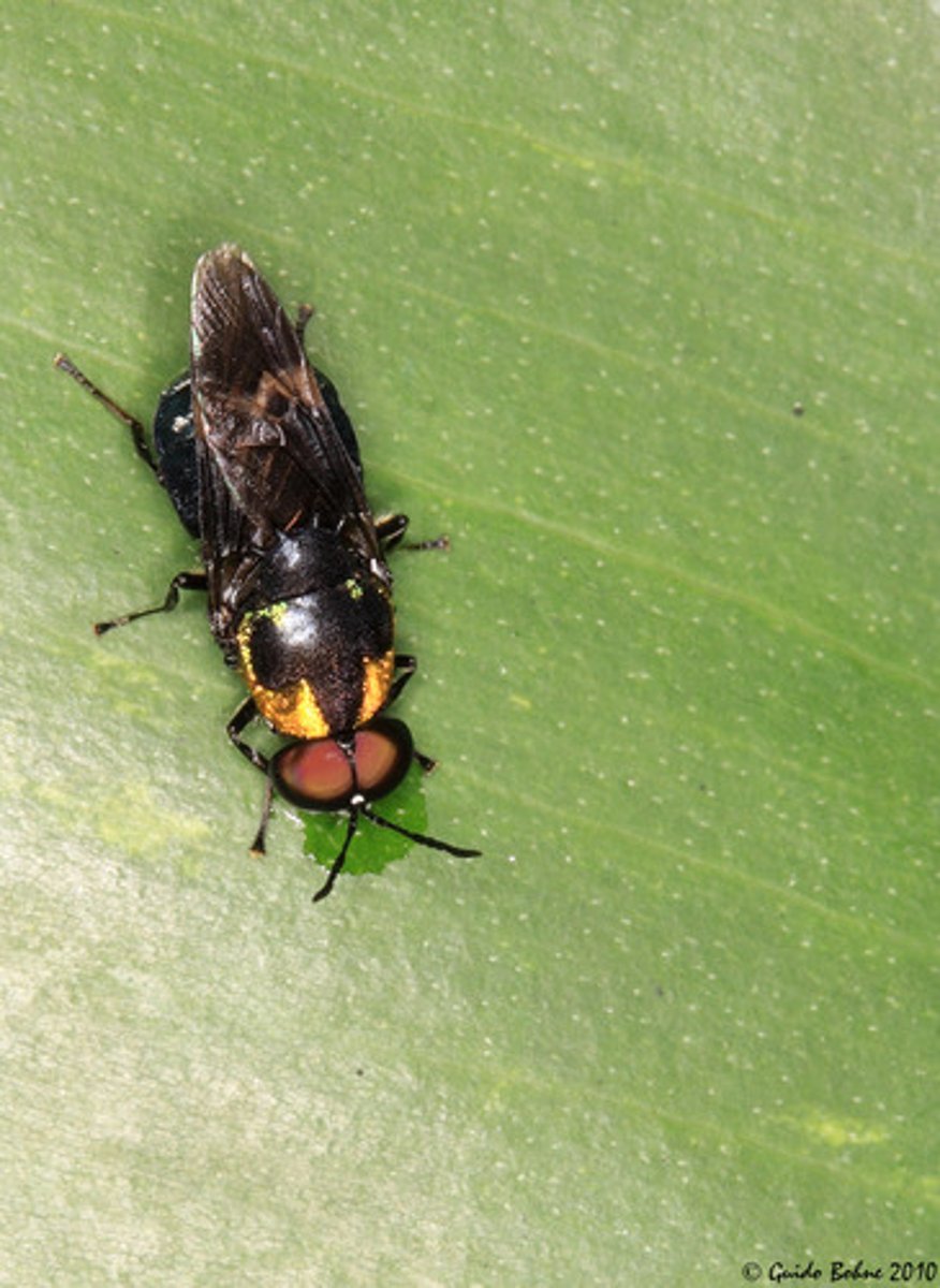 <p>Live in damp gross places, metallic green/wasp mimic, lack bristles on body but have shirt fine hair, feed on algae decaying plants and small insects, 3 seg antennae, short nonpiercing proboscis</p>