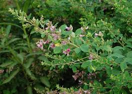 <p>Bicolor Lespedeza</p>
