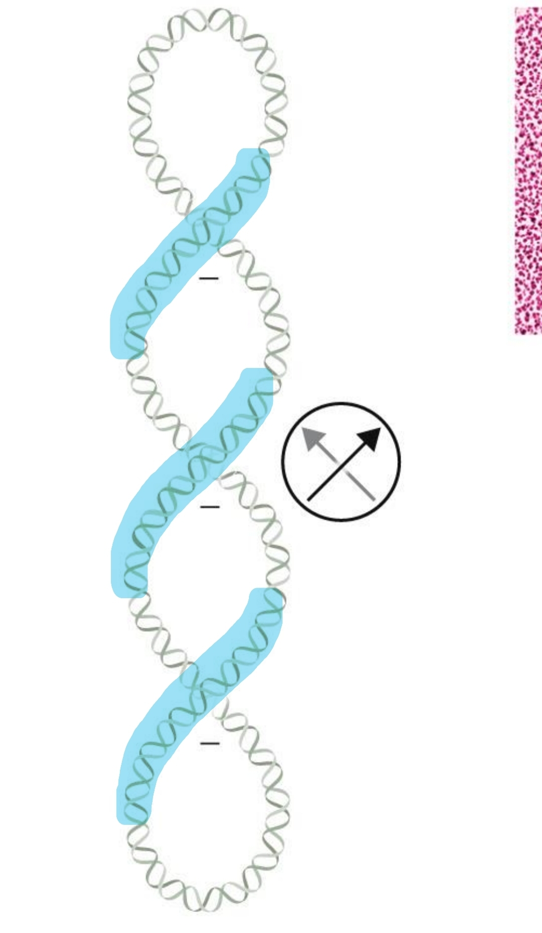 <p>negative supercoiling </p>