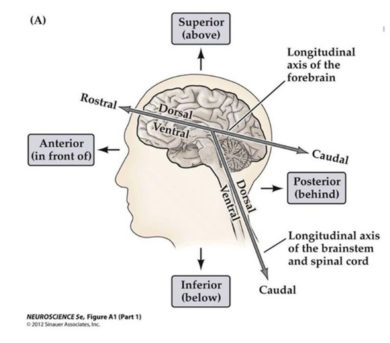 <p>1. Ventral</p><p>2. Dorsal</p><p>3. Rostral</p><p>4. Caudal</p>