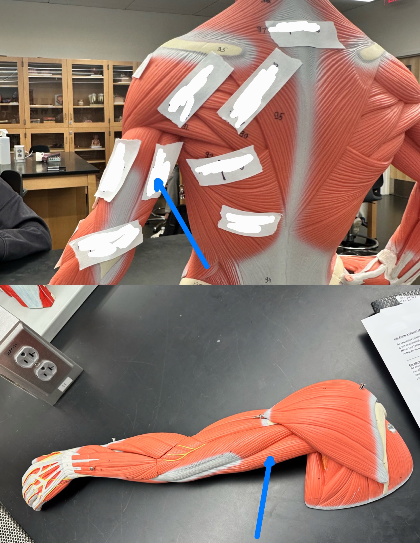 <p>ID muscle</p>