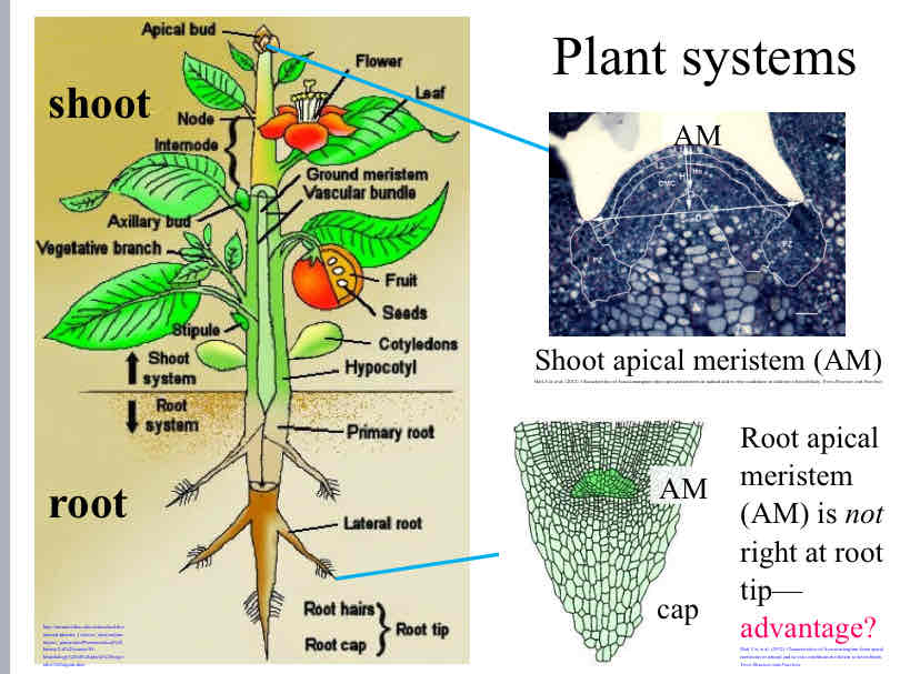 <p>Advantage of Root apical meristem not being right at the root tip </p>