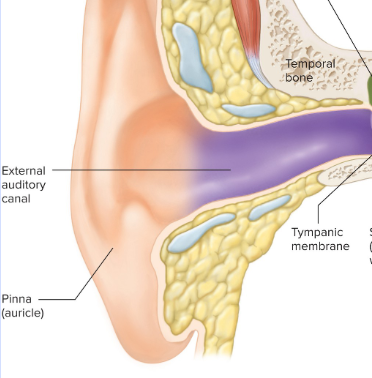 <p>Outer Ear Structures</p>