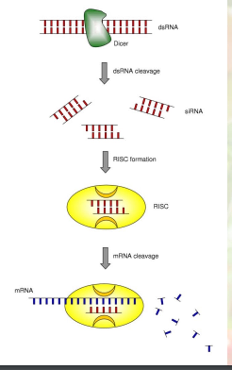 <p>mRNA will be destroyed, and the protein that should be made from the mRNA will not be made</p><p>Gene is silenced</p>