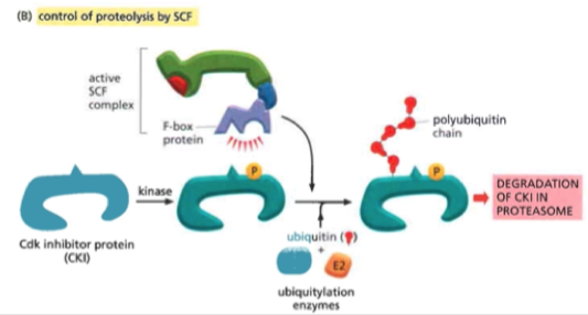 <p>Block Cdk function by covering the protein surface (including active site) or covalently attaching chemical groups Covers the active site of the protein</p><ul><li><p>Temporary non-covalent interaction</p></li><li><p>When DNA damage will stop Cdk from acting and holding in the current cell cycle phase Is broken down by ubiquintation by the SCF complex Two families in mammals:</p></li><li><p>CIP/KIP</p></li><li><p>INK4</p></li></ul>