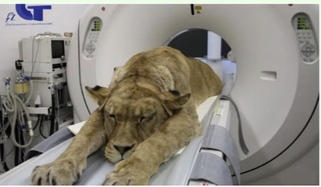<p>What does a computed tomography CT (CAT) scan do?</p>