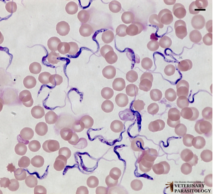 <p>What is this? What disease does it cause? What super group is it in?</p>