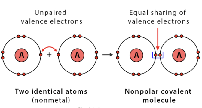 <ul><li><p>two atoms share a pair of electrons <u>equally</u></p></li><li><p>atoms with identical or very similar electro negativities</p></li><li><p>EX.) hydrogen (H<sub>2</sub>) Oxygen (O<sub>2</sub>)</p></li><li><p>hydrophobic</p></li></ul><p></p>