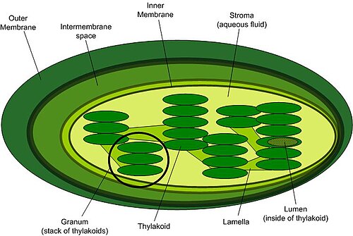 <p>Photosynthesis (plant)</p>