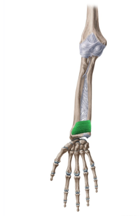 <p>Pronator quadratus</p>