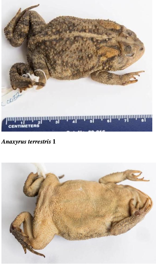 <p>Sometimes dorsal stripe</p><p>Cranial crest in L shape</p>