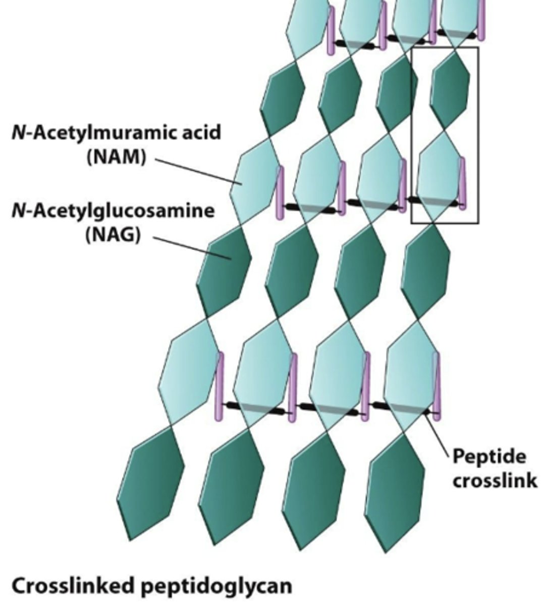 <p>peptidoglycan, chain-link</p>