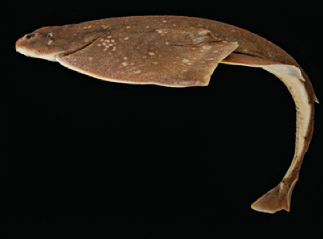 <p>What body shape is this fish?</p>