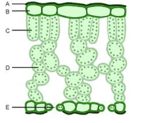 <p>what is letter A</p>