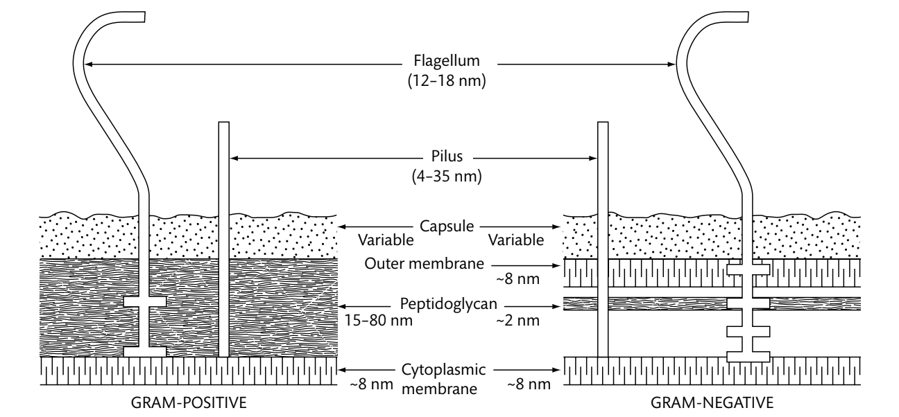 <p>As this figure shows, peptidoglycan is the main component of the cell wall in _____.</p>