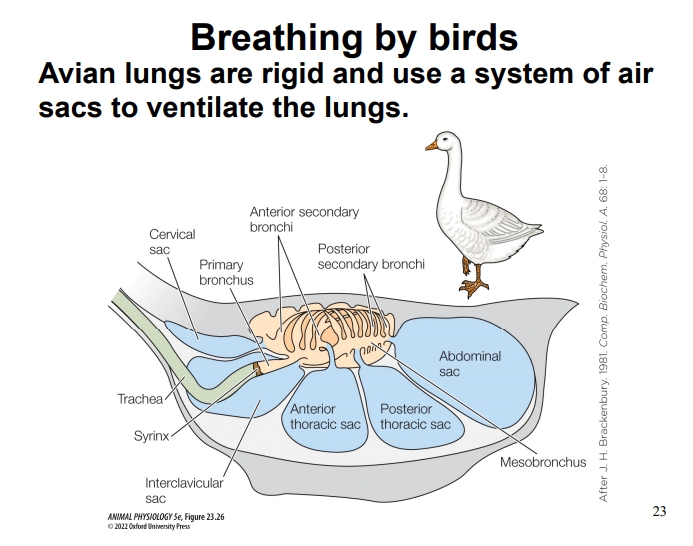 <ul><li><p>Birds have unique lung systems where air flows unidirectionally through rigid lungs and into a system of anterior and posterior air sacs. </p></li><li><p>This intricate two-breath cycle ensures that fresh air constantly flows over the parabronchi (sites of gas exchange) without mixing with stale air, enhancing gas exchange efficiency, particularly important for high-altitude flight and high metabolic rates.</p></li></ul><p></p>