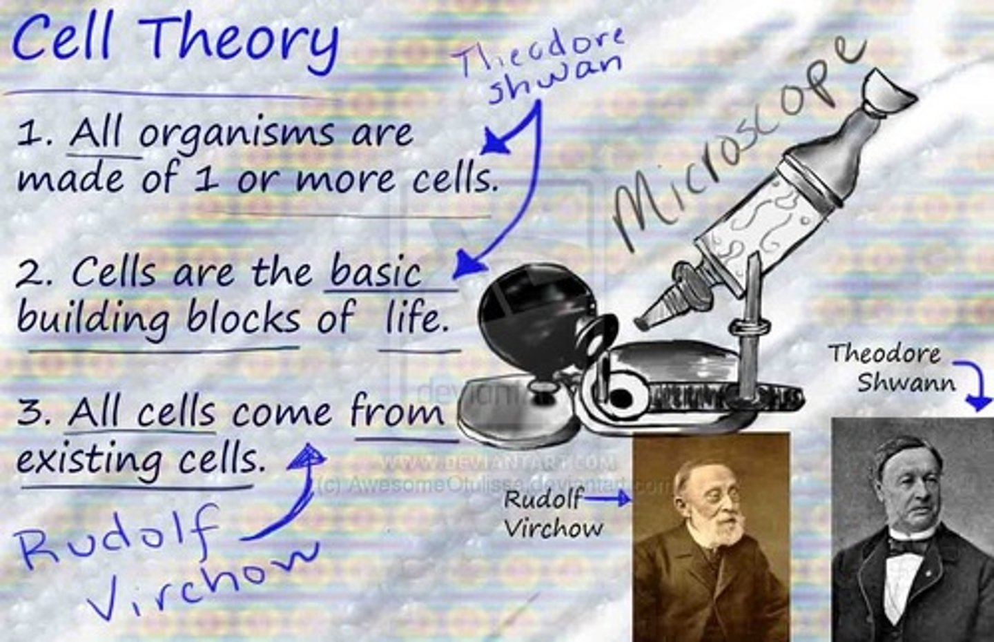 <p>- All living things made of 1+ cells<br>- Cells = organism's basic unit of structure &amp; function<br>- Cells are derived only from other existing cells</p>