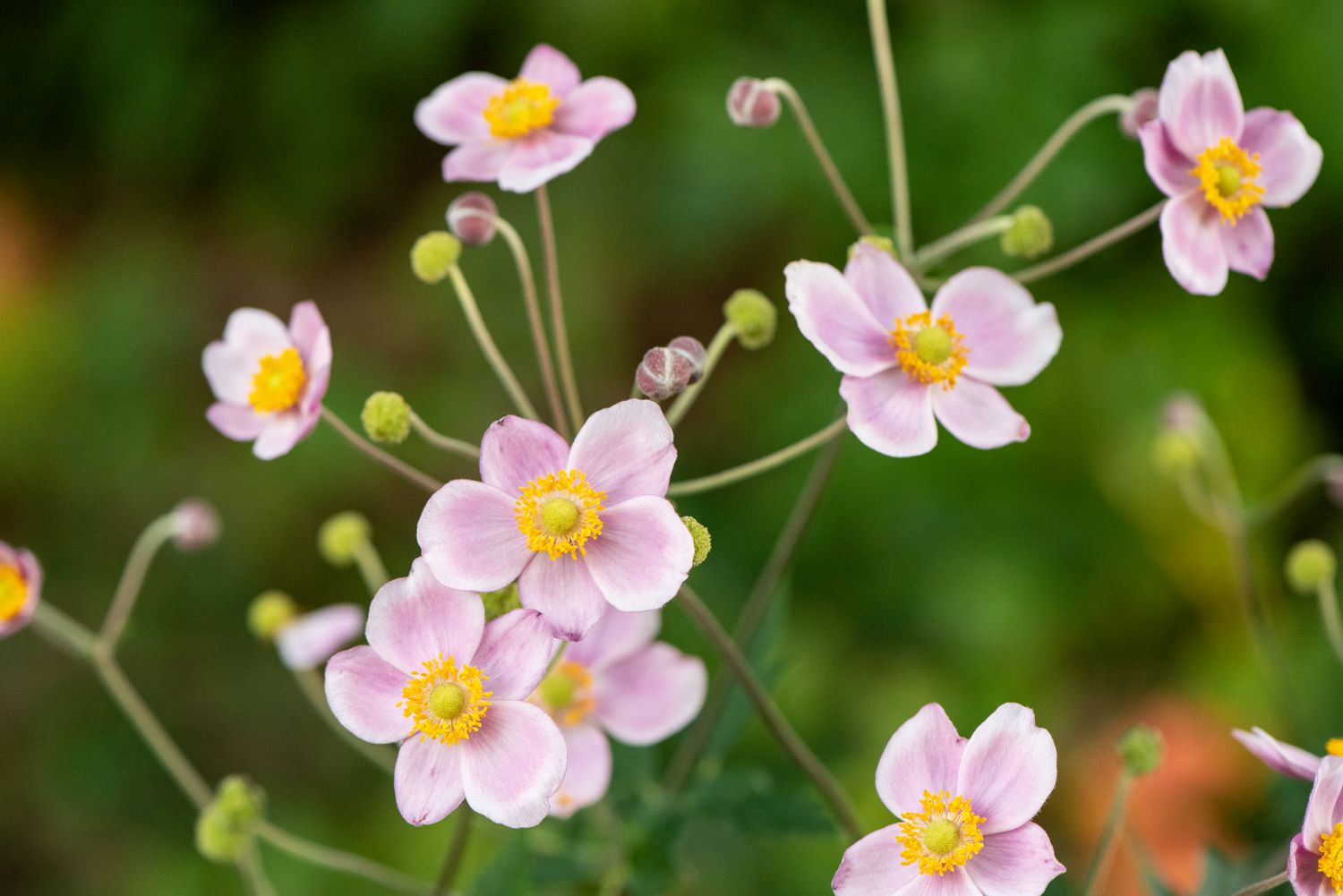 <p>Rue Anemone</p>