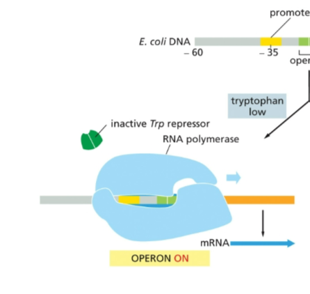 <ul><li><p>RNA polymerase binds to the promoter</p></li><li><p>transcribes the five genes of the tryptophan operon, allowing production of tryptophan</p></li></ul><p></p>
